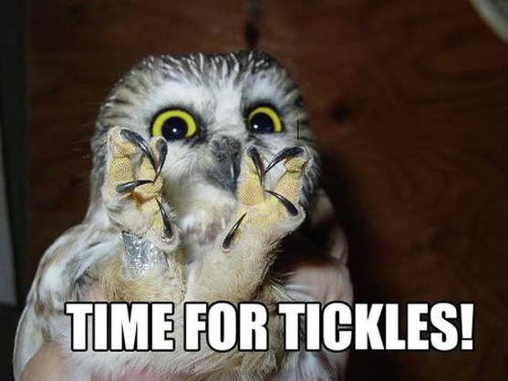 Time for Tickles Owl