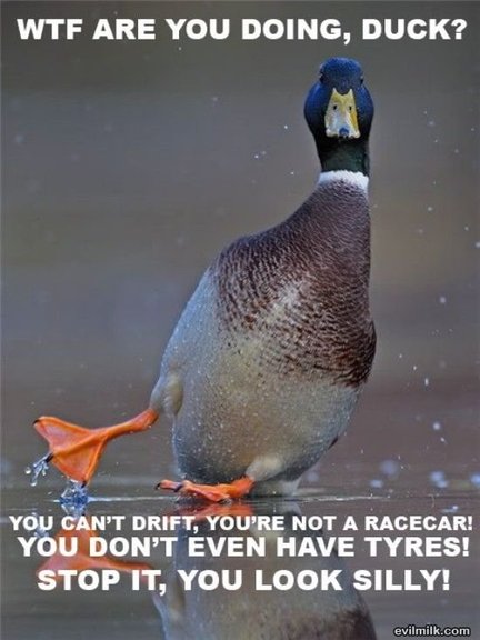 WTF are you doing duck? You can't drift, you're not a racecar! You don't even have tires! Stop it, you look silly!